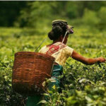 assam tea garden 1567747126 News Todayz चाय बागान जमीन घोटाले को लेकर ईडी में की शिकायत, जानिए पूरा मामला