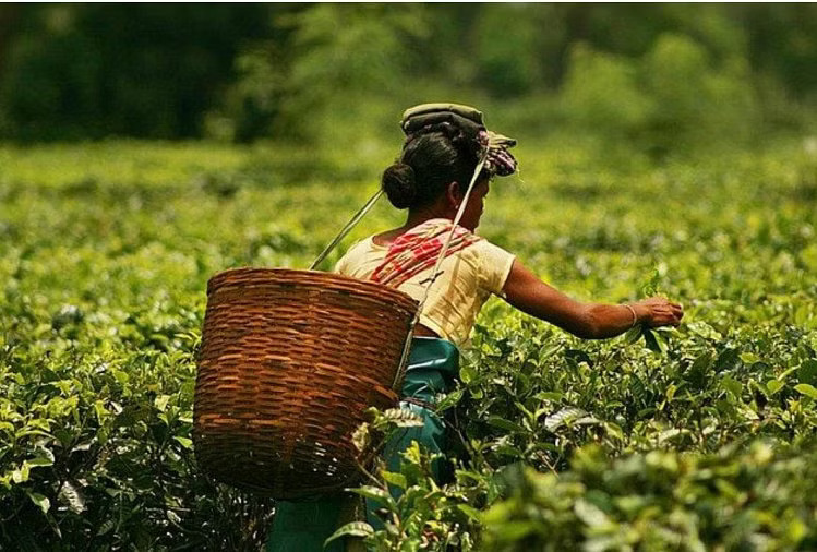 assam tea garden 1567747126 News Todayz चाय बागान जमीन घोटाले को लेकर ईडी में की शिकायत, जानिए पूरा मामला