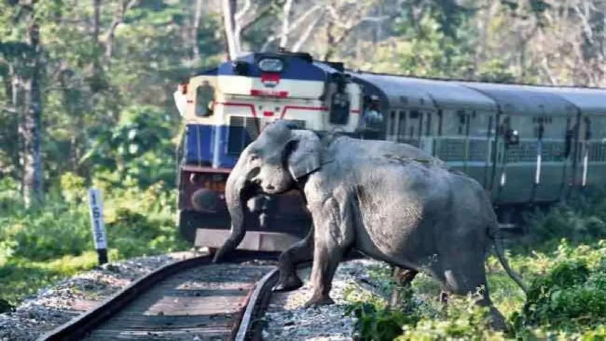10 04 2023 train hits elephant 23381095 News Todayz कोटद्वार में नई एक्सप्रेस ट्रेन की चपेट आया हाथी,मौके में हुई मौत मचा हडकंप
