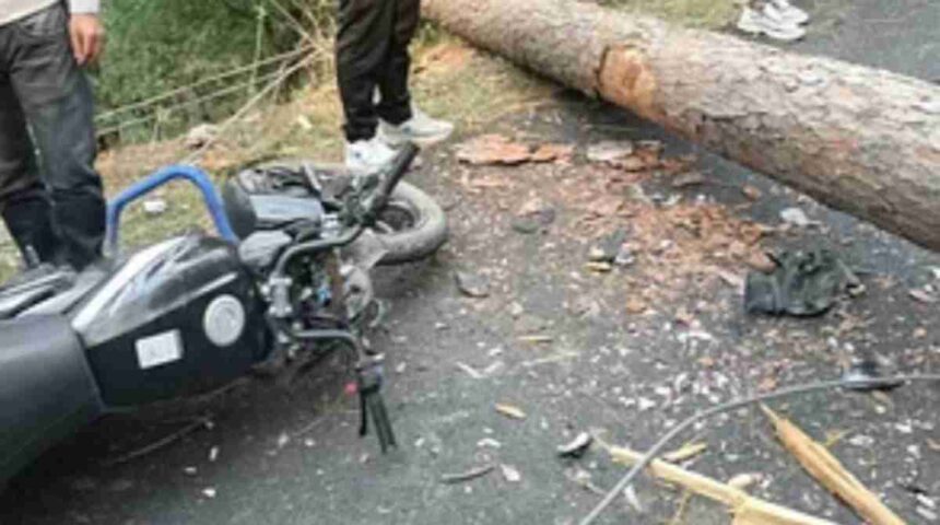 A tree fell on two youths who were going from Mori5 1 News Todayz हादसा: दो युवकों के ऊपर पेड़ गिरने से मौत, अपने गाँव जाते समय हुआ ये हादसा…