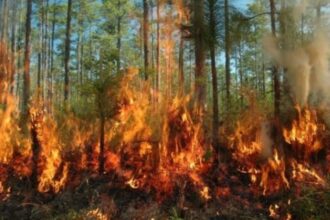 The incident of disaster started increasing in the forests 1 1 News Todayz जंगल में आग : प्रदेश में जले इतने जंगल, तीन अज्ञात के खिलाफ मुकदमे दर्ज