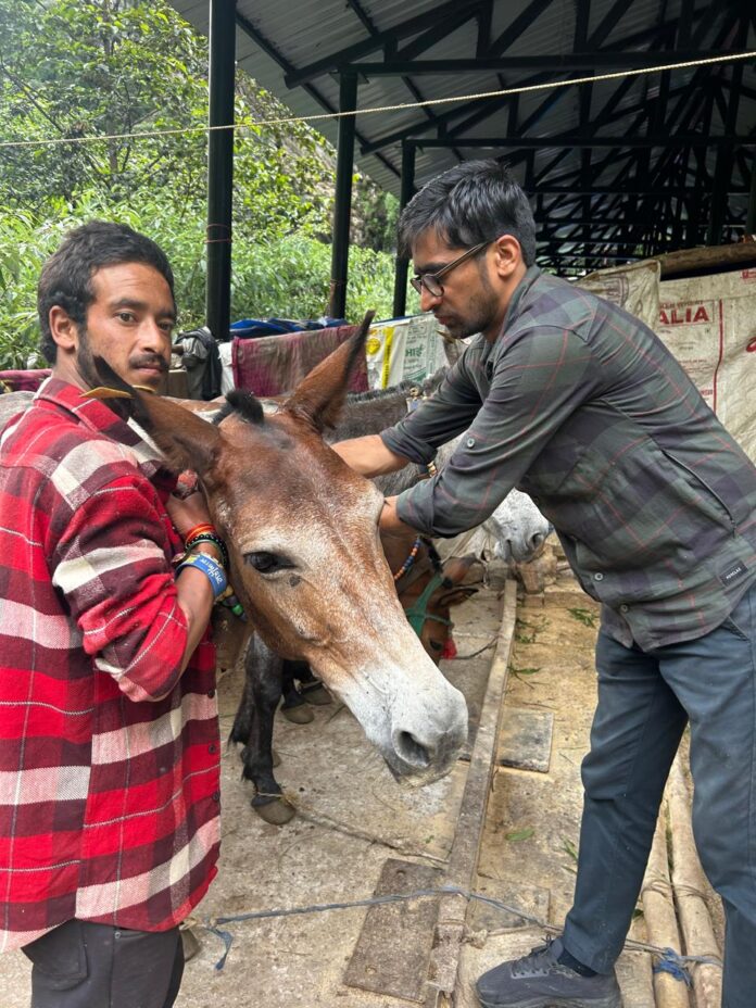 d 8 News Todayz केदारनाथ धाम मार्ग में फंसे पशुओं को रेस्क्यू कर सुरक्षित स्थान पर लाया गया