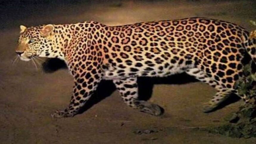 18 01 2024 leopard jagran 23632746 News Todayz गुलदार को जिंदा जलाने पर ग्राम प्रधान समेत पांच आरोपियों को जेल