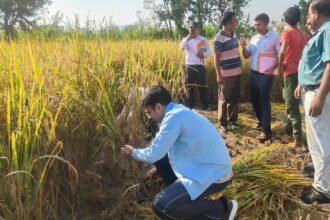 WhatsApp Image 2025 10 17 at 8.41.03 AM e1760690408894 News Todayz किसान बन डीएम सविन पहुंचे धान के खेत, कृषकों संग की फसल कटाई