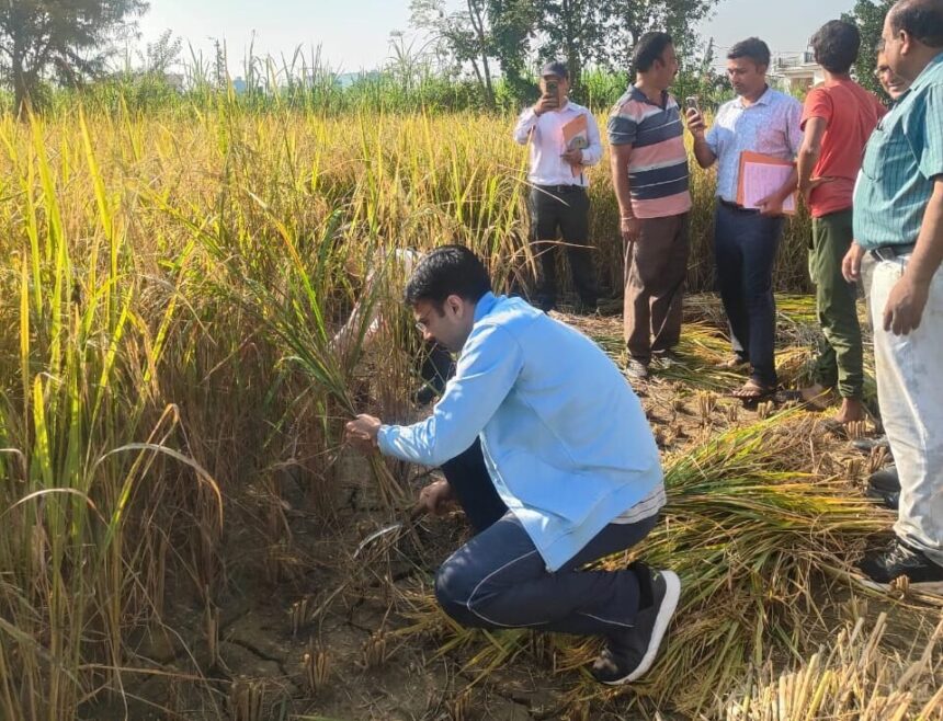 WhatsApp Image 2025 10 17 at 8.41.03 AM e1760690408894 News Todayz किसान बन डीएम सविन पहुंचे धान के खेत, कृषकों संग की फसल कटाई