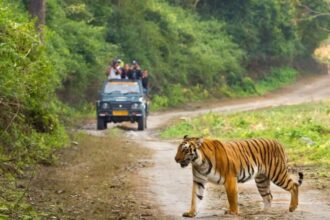 carbet News Todayz होली पर तीन और चार मार्च को बंद रहेंगे कॉर्बेट के सभी पर्यटन जोन