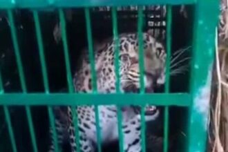 d 4 5 News Todayz गांव में दहशत का कारण बना गुलदार पिंजरे में कैद