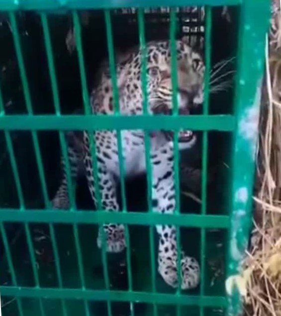 d 4 5 News Todayz गांव में दहशत का कारण बना गुलदार पिंजरे में कैद