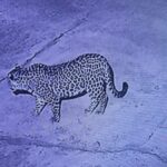 d 2 16 News Todayz देर रात ग्रामीण के घर में घुसा गुलदार,शोर मचाकर घरवालों ने बचाई जान