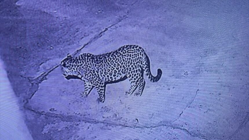 d 2 16 News Todayz देर रात ग्रामीण के घर में घुसा गुलदार,शोर मचाकर घरवालों ने बचाई जान