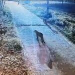 d 2 19 News Todayz सीसीटीवी कैमरे में कैद हुए एक साथ तीन गुलदार,पूरे गांव में दहशत