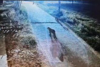 d 2 19 News Todayz सीसीटीवी कैमरे में कैद हुए एक साथ तीन गुलदार,पूरे गांव में दहशत