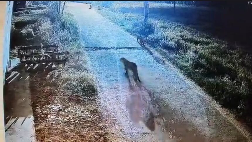 d 2 19 News Todayz सीसीटीवी कैमरे में कैद हुए एक साथ तीन गुलदार,पूरे गांव में दहशत