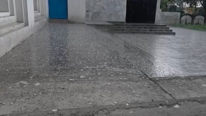 d 5 4 2 News Todayz बेमौसमी बारिश और ओलावृष्टि से गेहंू की फसल को भारी नुकसान की आशंका