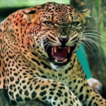 guldar News Todayz गुलदार की सक्रियता को लेकर वन विभाग की एडवाइजरी जारी