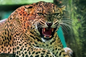 guldar News Todayz गुलदार की सक्रियता को लेकर वन विभाग की एडवाइजरी जारी